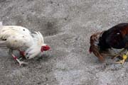Cockfighting is Philippino national sport. The strong cock can win big money for his owner. Together with the money, the owner family get the other cock which is prepared for dinner. The meat is very healthy because of all the vitamins. Malapascua. Philippines.