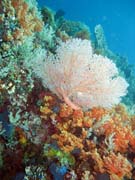 Diving around Bangka island, Sahaung dive site. Sulawesi,  Indonesia.