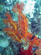 Diving around Bangka island, Sahaung dive site. Sulawesi, Indonesia.