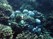 Diving around Bunaken island, Timur dive site. Sulawesi, Indonesia.