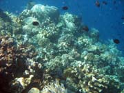 Diving around Bunaken island, Timur dive site. Sulawesi, Indonesia.