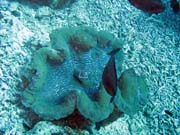 Giant Clams, Diving around Bunaken island, Fukui dive site. Sulawesi, Indonesia.