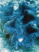 Giant Clams, Diving around Bunaken island, Fukui dive site. Sulawesi, Indonesia.