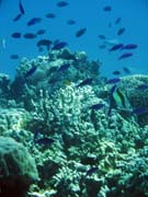 Diving around Bunaken island, Fukui dive site. Sulawesi, Indonesia.