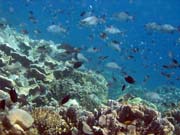 Diving around Bunaken island, Fukui dive site. Sulawesi, Indonesia.