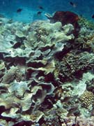 Diving around Bunaken island, Fukui dive site. Sulawesi, Indonesia.