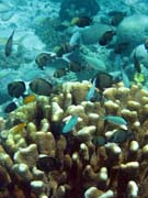 Diving around Bunaken island, Fukui dive site. Sulawesi, Indonesia.