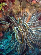 Diving around Bunaken island, Siladan I dive site. Sulawesi,  Indonesia.