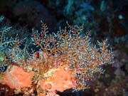 Diving around Bunaken island, Siladan I dive site. Sulawesi,  Indonesia.