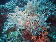 Diving around Bunaken island, Siladan I dive site. Sulawesi, Indonesia.