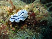 Chromodoris willani nudibranch. Diving around Bunaken island, Siladan I dive site. Sulawesi, Indonesia.