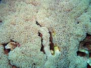 Diving around Bunaken island, Siladan I dive site. Sulawesi, Indonesia.