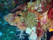 Diving around Bunaken island, Lekuan III dive site. Sulawesi,  Indonesia.