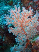 Diving around Bunaken island, Mandolin dive site. Indonesia.