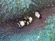 Shrimp. Diving around Bunaken island, Mandolin dive site. Indonesia.