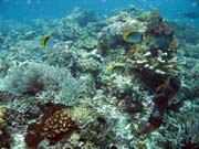 Diving around Bunaken island, Mandolin dive site. Sulawesi, Indonesia.