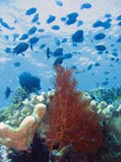 Diving around Bunaken island, Mandolin dive site. Sulawesi, Indonesia.