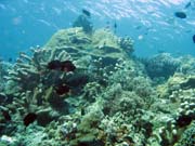 Diving around Bunaken island, Mandolin dive site. Sulawesi, Indonesia.