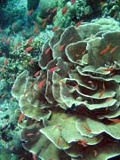 Diving around Bunaken island, Mandolin dive site. Sulawesi, Indonesia.