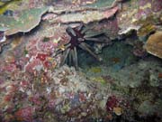 Diving around Bunaken island, Chelo Chelo dive site. Sulawesi,  Indonesia.