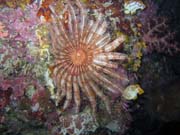 Diving around Bunaken island, Chelo Chelo dive site. Sulawesi,  Indonesia.