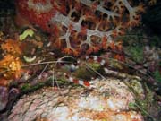 Diving around Bunaken island, Chelo Chelo dive site. Sulawesi,  Indonesia.