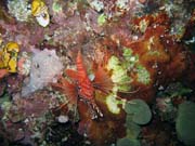 Lionfish. Diving around Bunaken island, Chelo Chelo dive site. Indonesia.