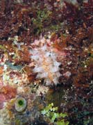 Nudibranch. Diving around Bunaken island, Chelo Chelo dive site. Indonesia.