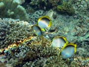 Spotfin Butterflyfish. Diving around Bunaken island, Alban dive site. Indonesia.