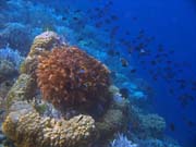 Diving around Bunaken island, Alban dive site. Indonesia.