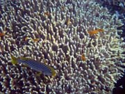 Diving around Bunaken island, Alban dive site. Indonesia.