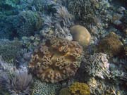 Diving around Bunaken island, Alban dive site. Indonesia.