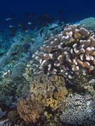 Diving around Bunaken island, Alban dive site. Indonesia.