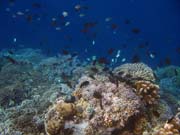 Diving around Bunaken island, Alban dive site. Indonesia.
