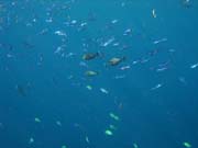 Diving around Bunaken island, Alban dive site. Indonesia.