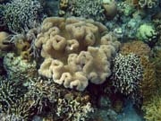 Diving around Bunaken island, Alban dive site. Indonesia.