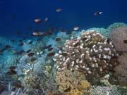 Diving around Bunaken island, Alban dive site. Indonesia.