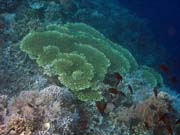 Diving around Bunaken island, Alban dive site. Sulawesi, Indonesia.