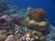 Diving around Bunaken island, Alban dive site. Sulawesi, Indonesia.