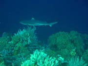 Whitetip Reef Shark. Diving around Bunaken island, Alban dive site. Sulawesi, Indonesia.
