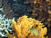 Diving around Bunaken island, Alban dive site. Sulawesi, Indonesia.