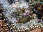 Diving around Bunaken island, Alban dive site. Sulawesi, Indonesia.
