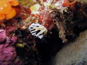 Nudibranch. Diving around Togian islands, Kadidiri, Taipee Wall dive site. Sulawesi, Indonesia.