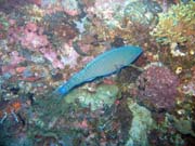 Parrotfish. Diving around Togian islands, Kadidiri, Taipee Wall dive site. Sulawesi, Indonesia.
