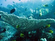 Diving around Togian islands, Kadidiri, Taipee Wall dive site. Sulawesi, Indonesia.
