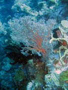 Diving around Togian islands, Kadidiri, Taipee Wall dive site. Sulawesi, Indonesia.