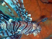 Lionfish. Diving around Togian islands, Kadidiri, plane wreck B24 from the 2nd World War sunken on Mai 3rd, 1945. Sulawesi, Indonesia.