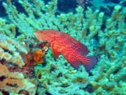 Diving around Togian islands, Kadidiri, plane wreck B24 from the 2nd World War sunken on Mai 3rd, 1945. Sulawesi, Indonesia.