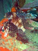 Lionfish. Diving around Togian islands, Kadidiri, plane wreck B24 from the 2nd World War sunken on Mai 3rd, 1945. Sulawesi, Indonesia.