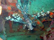 Lionfish. Diving around Togian islands, Kadidiri, plane wreck B24 from the 2nd World War sunken on Mai 3rd, 1945. Sulawesi, Indonesia.